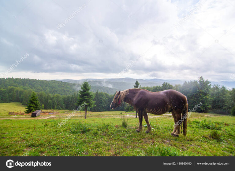 caballos pastando en un paisaje campestre
