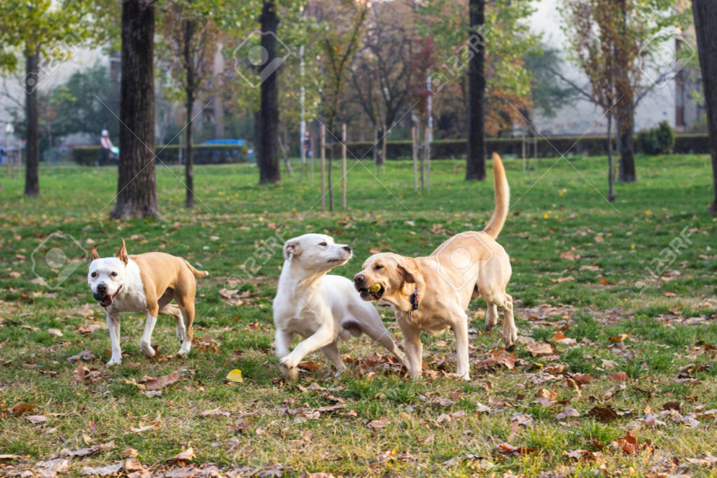 diversas razas de perros en un parque