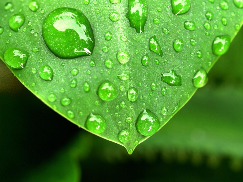 Para qué usamos el agua en nuestra vida diaria y su importancia