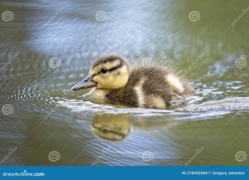 De qué manera puede ser útil tener un patito como mascota