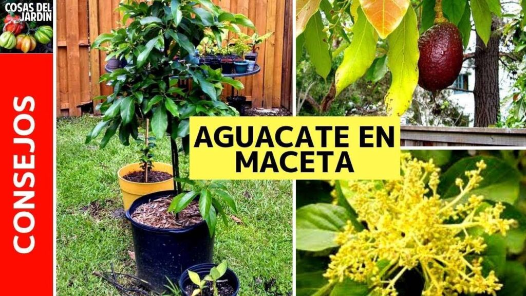 Cómo diferenciar entre planta de palta macho y hembra